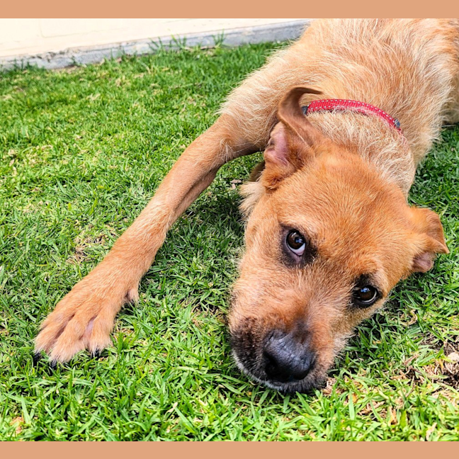 Photo of Sarge