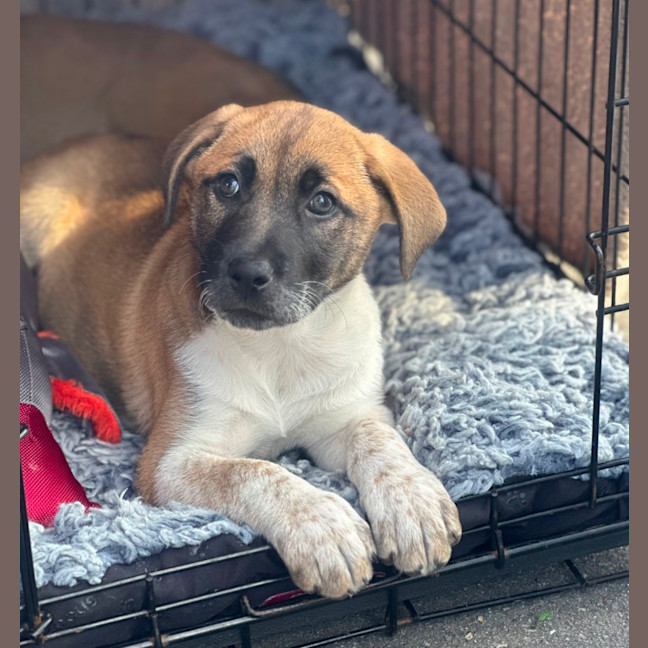 Photo of Maple 🐶🎾❤️