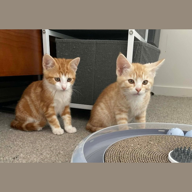 Photo of Macaroni Kitten