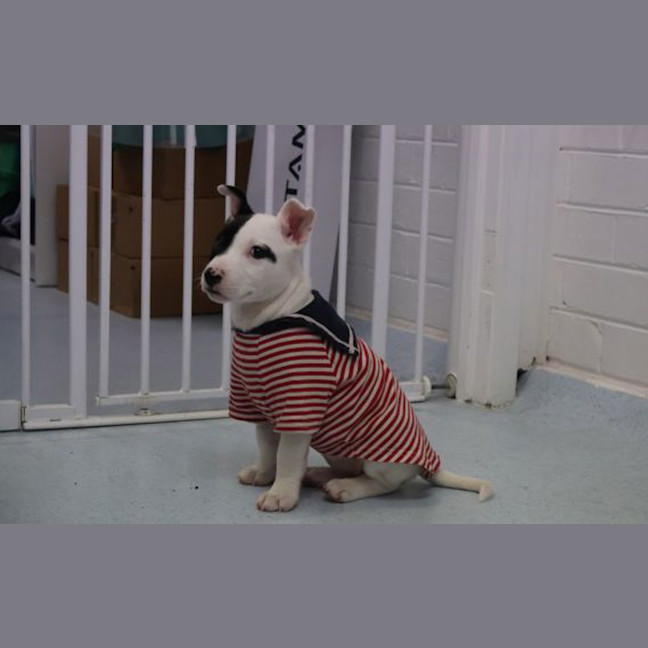 Photo of Patch 