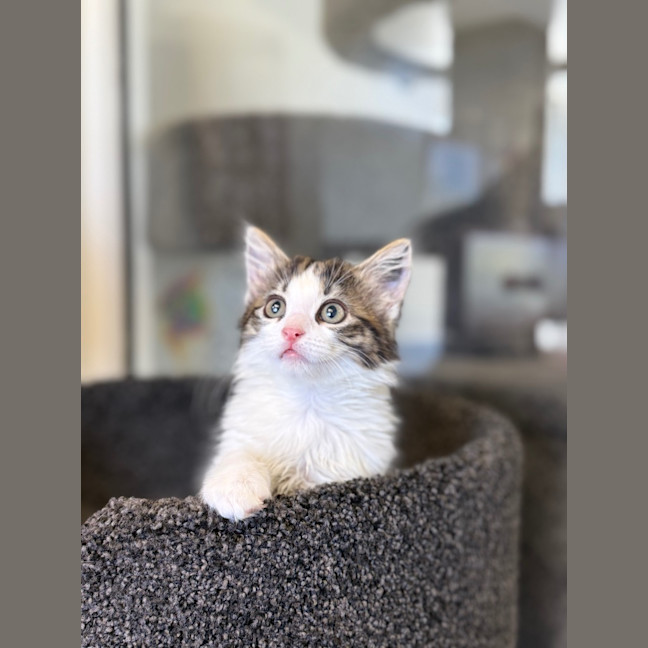 Photo of Merry