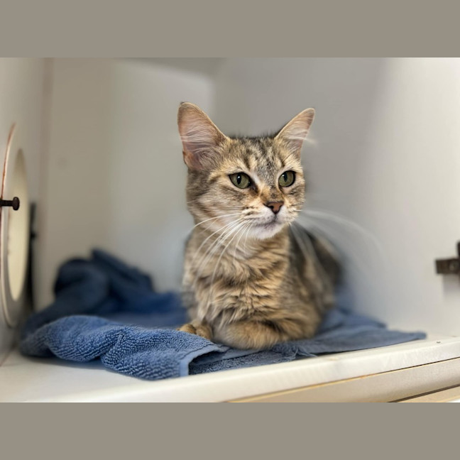 Photo of Caramel Latte *9 Lives Project Rescue*