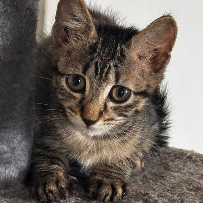 Photo of Foggy
