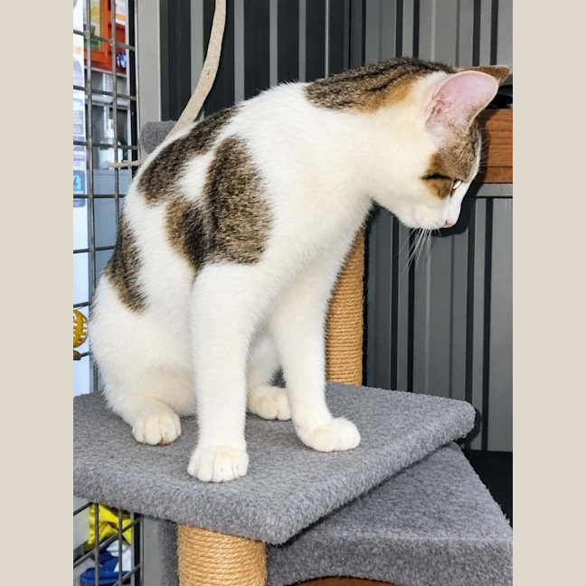 Photo of Sheldon
