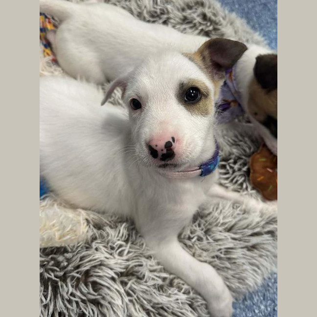Photo of Elsa