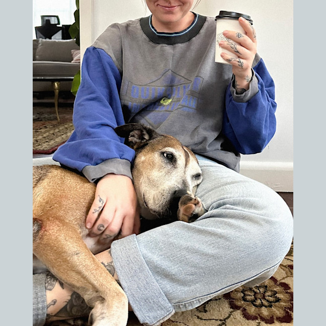 Photo of Missy   6 Year Old Staffy X