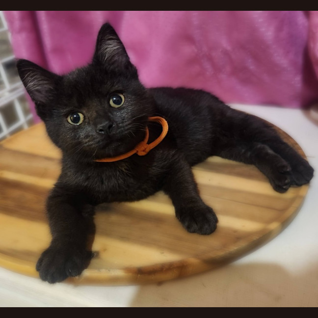 Photo of Felix