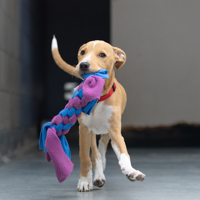 Photo of Racer