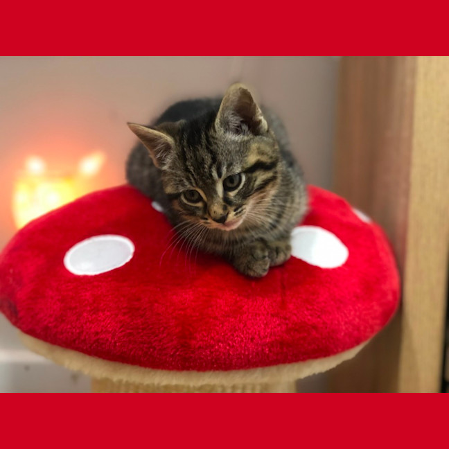 Photo of Toulouse   2 Month Old Domestic Short Hair (Trial)