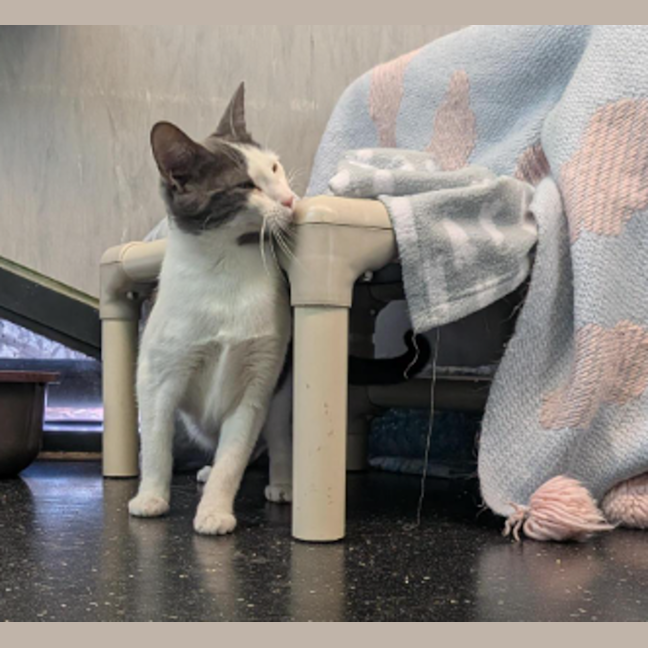 Photo of Stormy