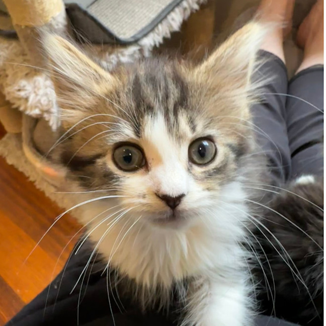 Photo of Fifi