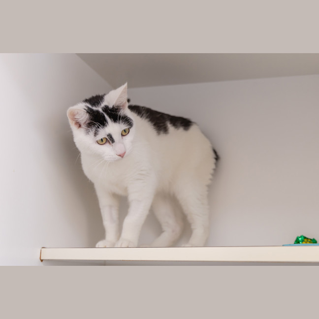 Photo of Pepe Le Pew