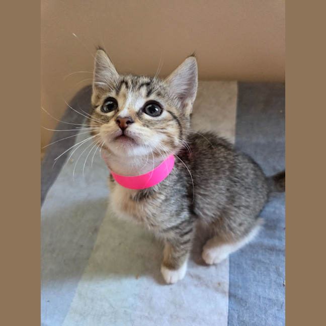 Photo of Althea