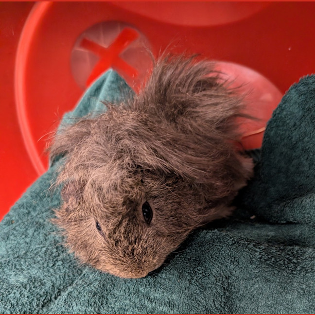 Photo of Possum