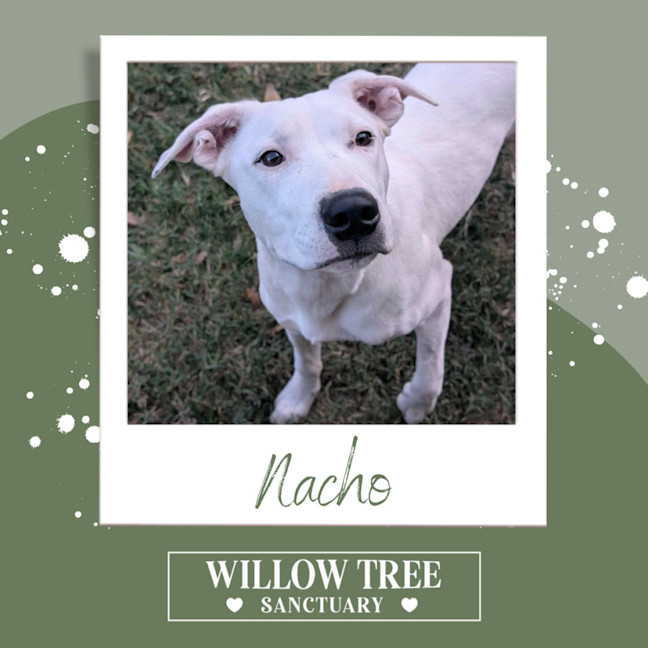 Photo of Nacho