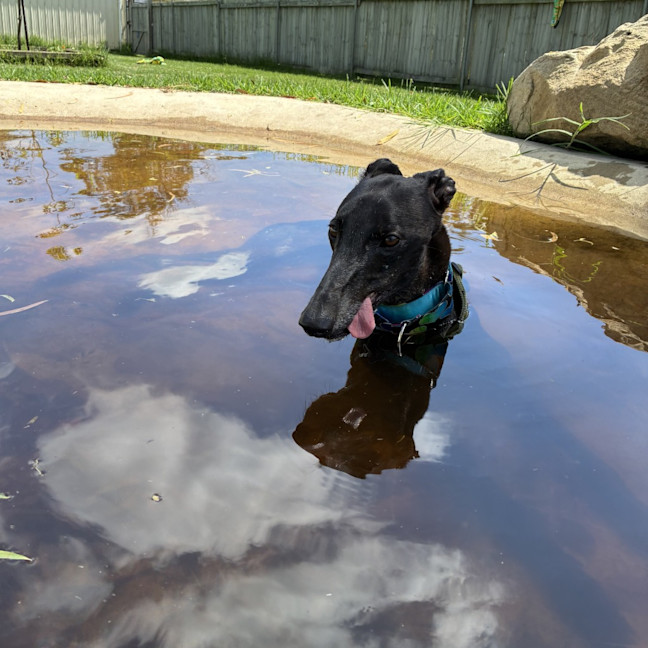 Photo of Poppet The Greyhound
