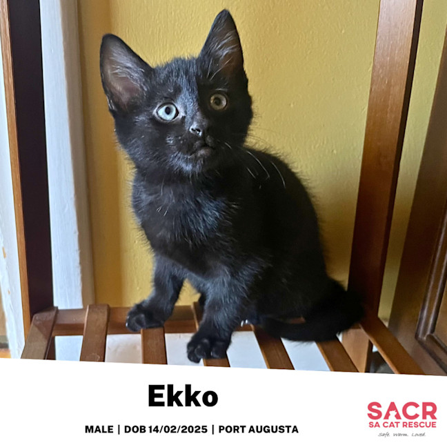 Photo of Ekko