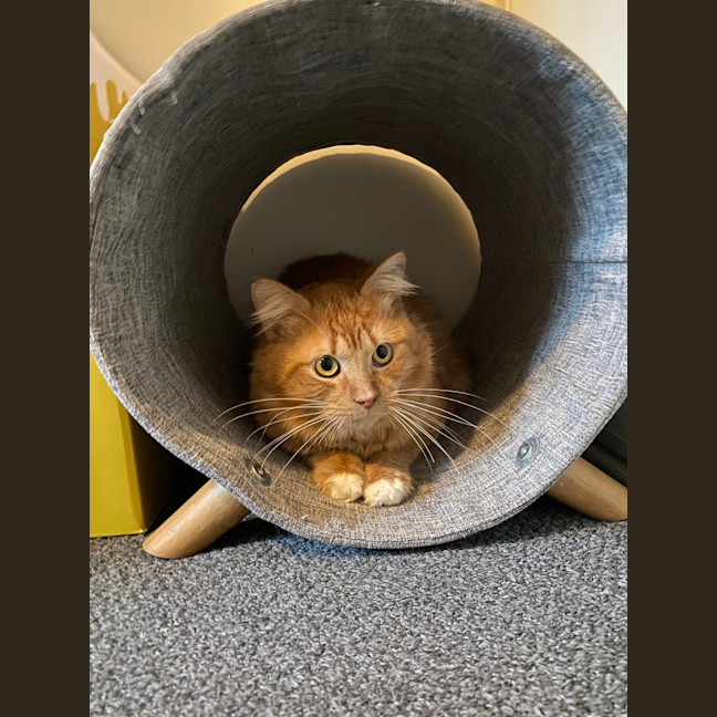 Photo of Ninja