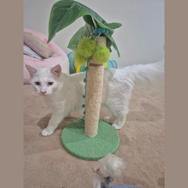 Photo of Angel & Loki