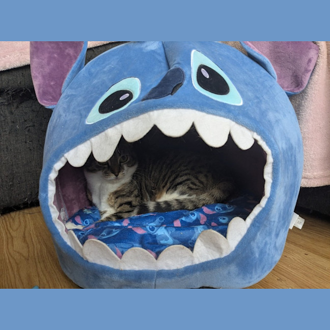 Photo of Stitch