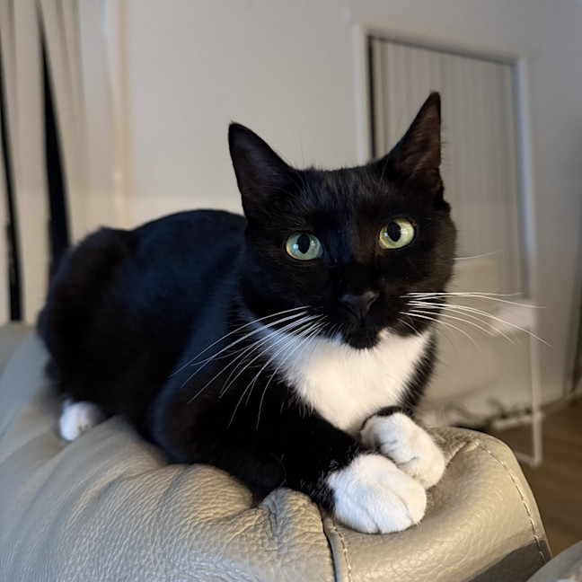 Photo of Miss Mog