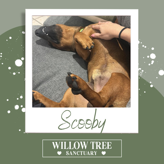 Photo of Scooby