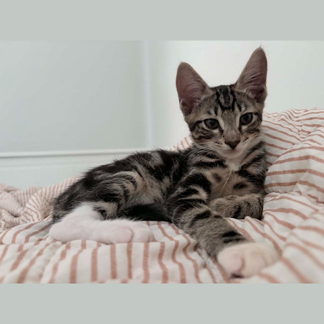 Photo of Astro