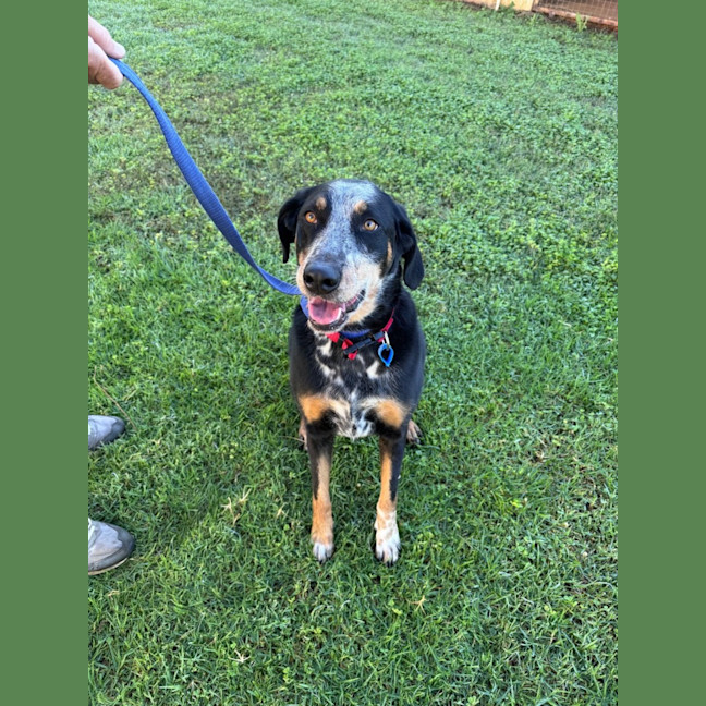 Photo of Luxi *$250 Adoption Fee*