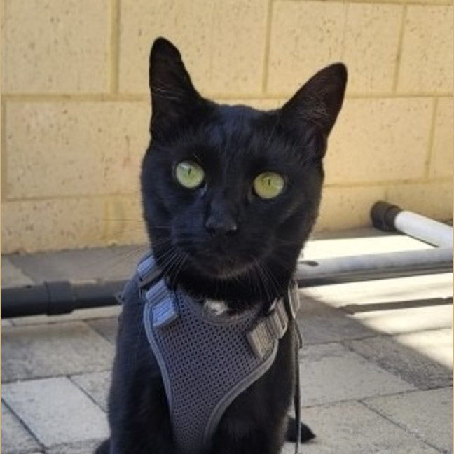 Photo of Milo
