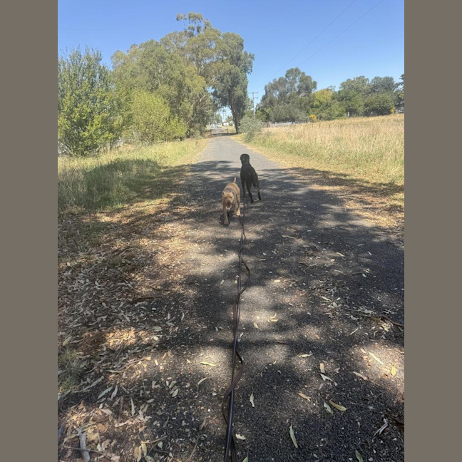 Photo of Nala