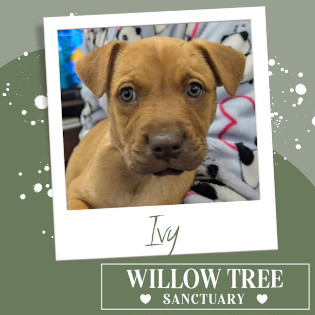 Photo of Ivy
