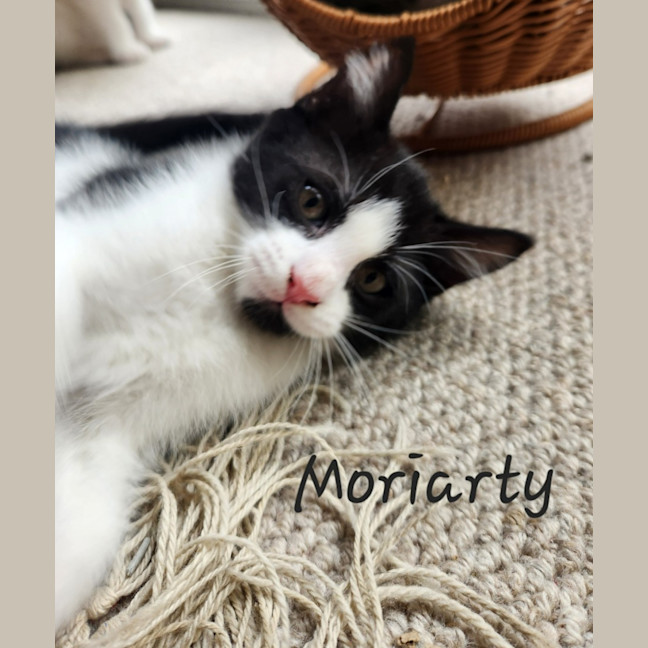 Photo of Moriarty