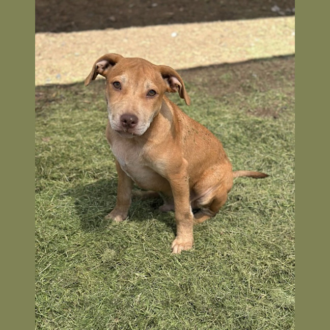 Photo of Tip (Tippy)