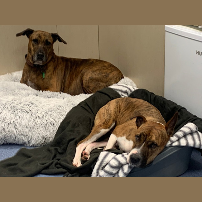 Photo of Crackles And Rocket 