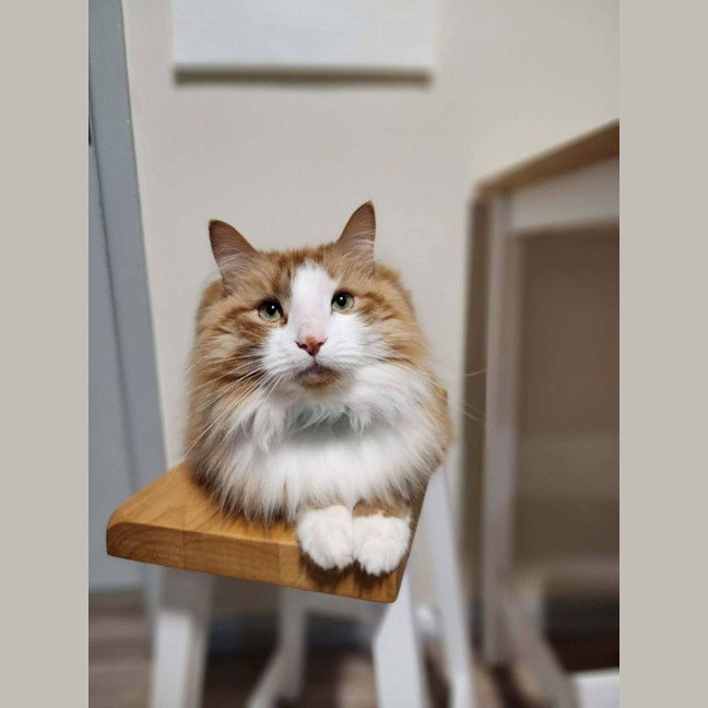 Photo of Baxter