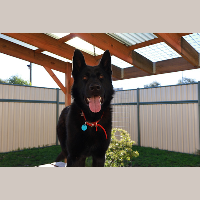Photo of Odin