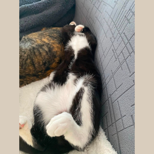 Photo of Fig
