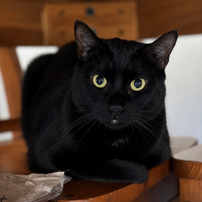Photo of Leo