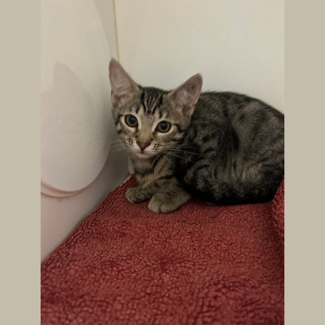 Photo of Smokey