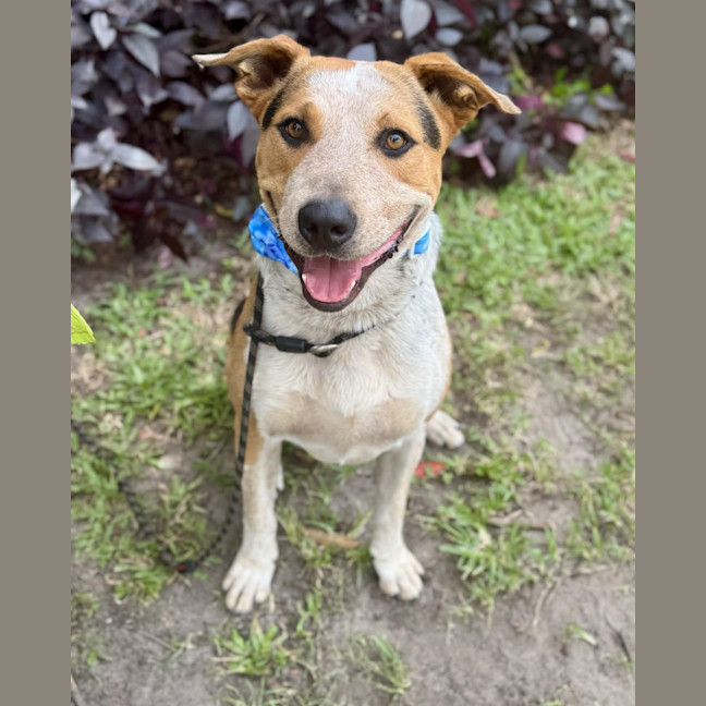 Photo of Zak *$150 Adoption Fee*