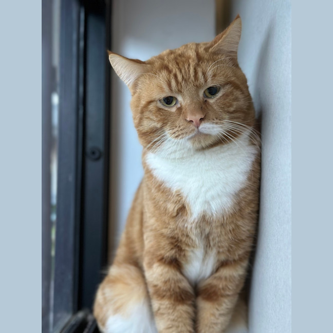 Photo of Sully 