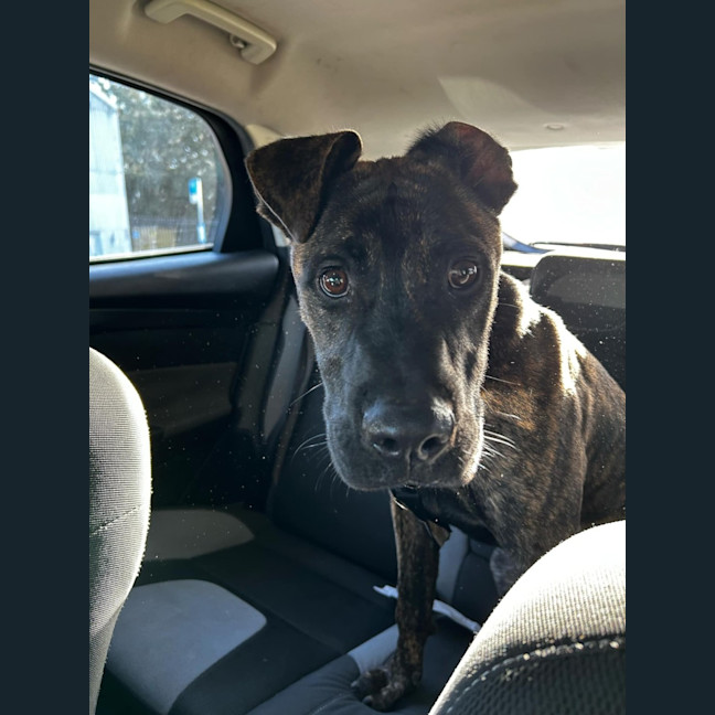 Photo of Caesar   1 Year Old Mastiff X