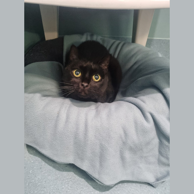 Photo of Robinson Aka Toothless