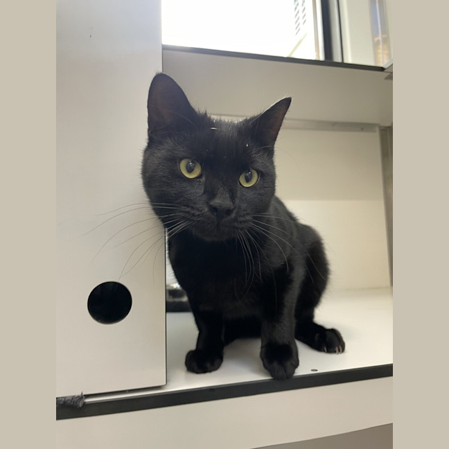 Photo of Midnight