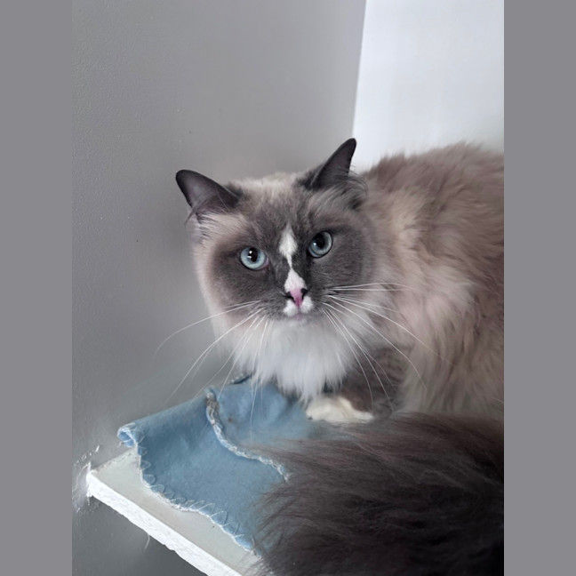 Photo of Shadow 
