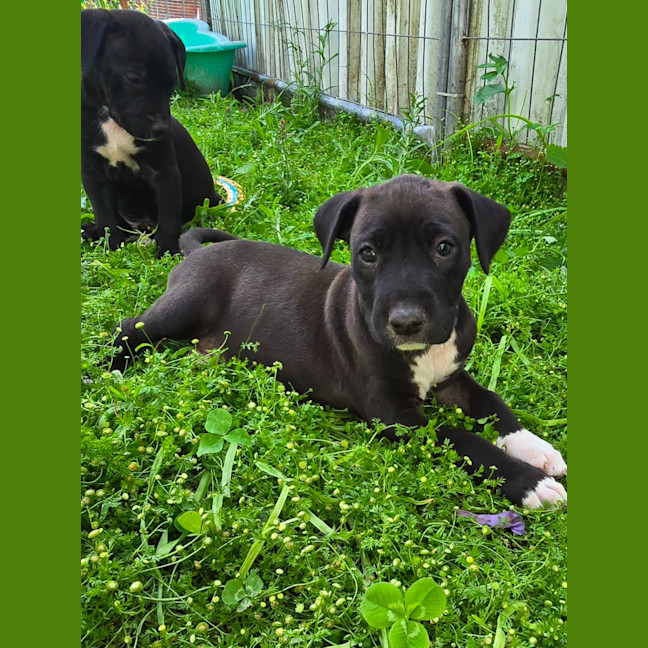 Photo of Binky   7 Week Old Bull Arab X Mastiff 