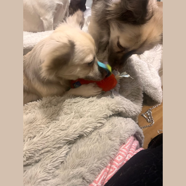 Photo of Ghost & Pippa