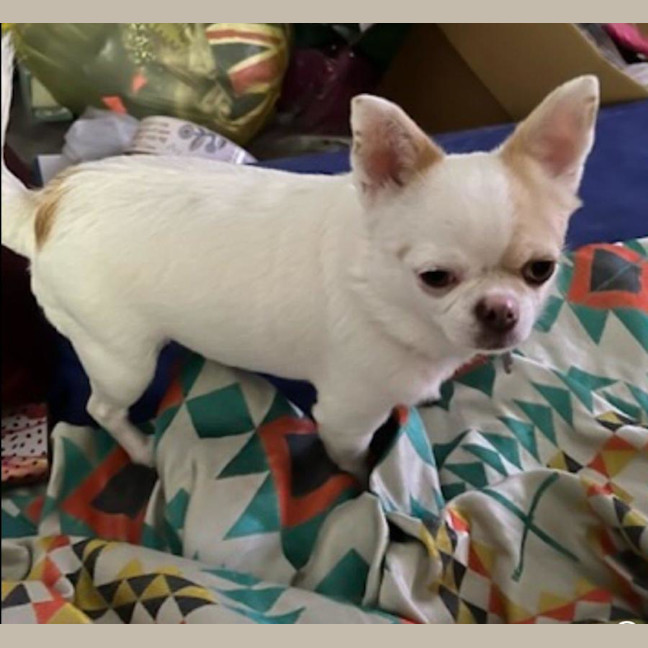 Photo of Goose And Stevie Uffelman