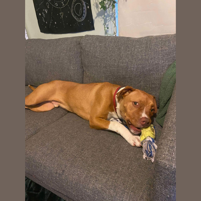Photo of Sarge