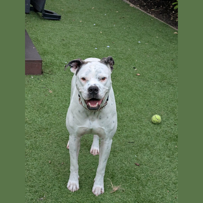 Photo of Nala